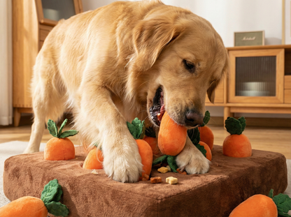 Carrot Garden Snuffle Toy